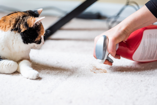 natural-carpet-cleaning-tips