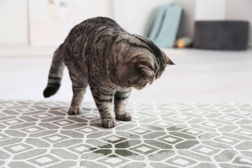 DIY Solutions for Removing Carpet Odors
