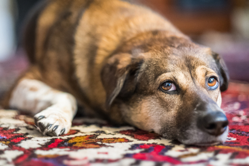  How to Prevent Pet Odors in Your Carpets 