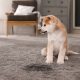 How to Prevent Pet Odors in Your Carpets